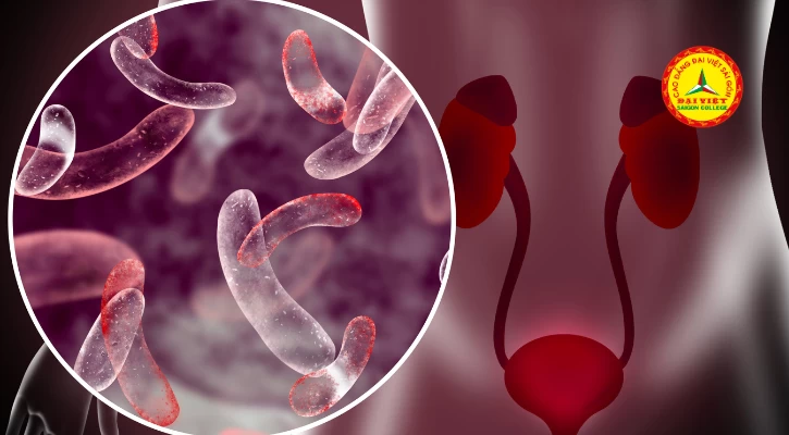Những Dấu Hiệu Nhiễm Khuẩn Tiết Niệu Ở Trẻ Em Không Nên Bỏ Qua | Trường Cao Đẳng Đại Việt Sài Gòn