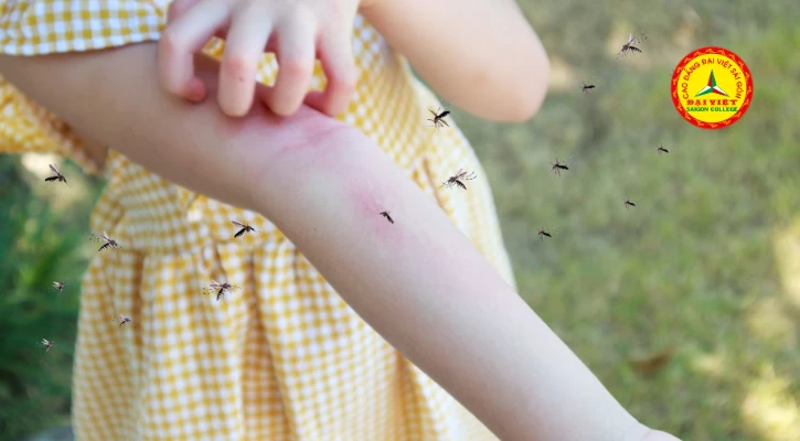 Sai Lầm Khiến Bệnh Sốt Xuất Huyết Diễn Biễn Nguy Hiểm | Trường Cao Đẳng Đại Việt Sài Gòn