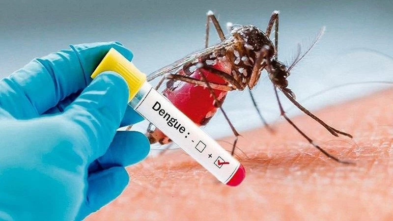 Muỗi vằn Aedes aegypti – trung gian truyền bệnh sốt xuất huyết Dengue