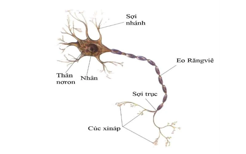 Học Không Chỉ Để Giỏi - Mà Để Giữ Cho Não Bạn Luôn Trẻ