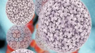 Hạt virus HPV